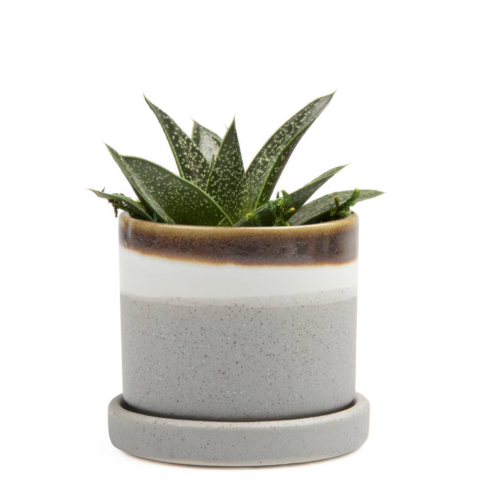 cement plant saucer Small Minute Pot & Saucer Mocha Cement