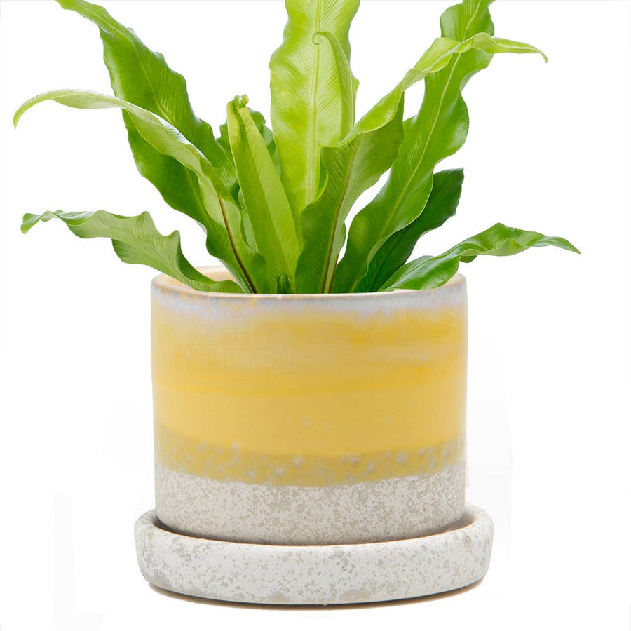 Boombastic Big Minute Pot & Saucer
